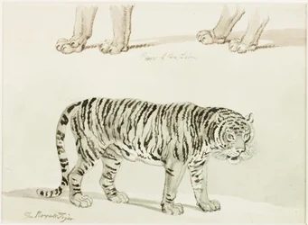 Le tigre royal